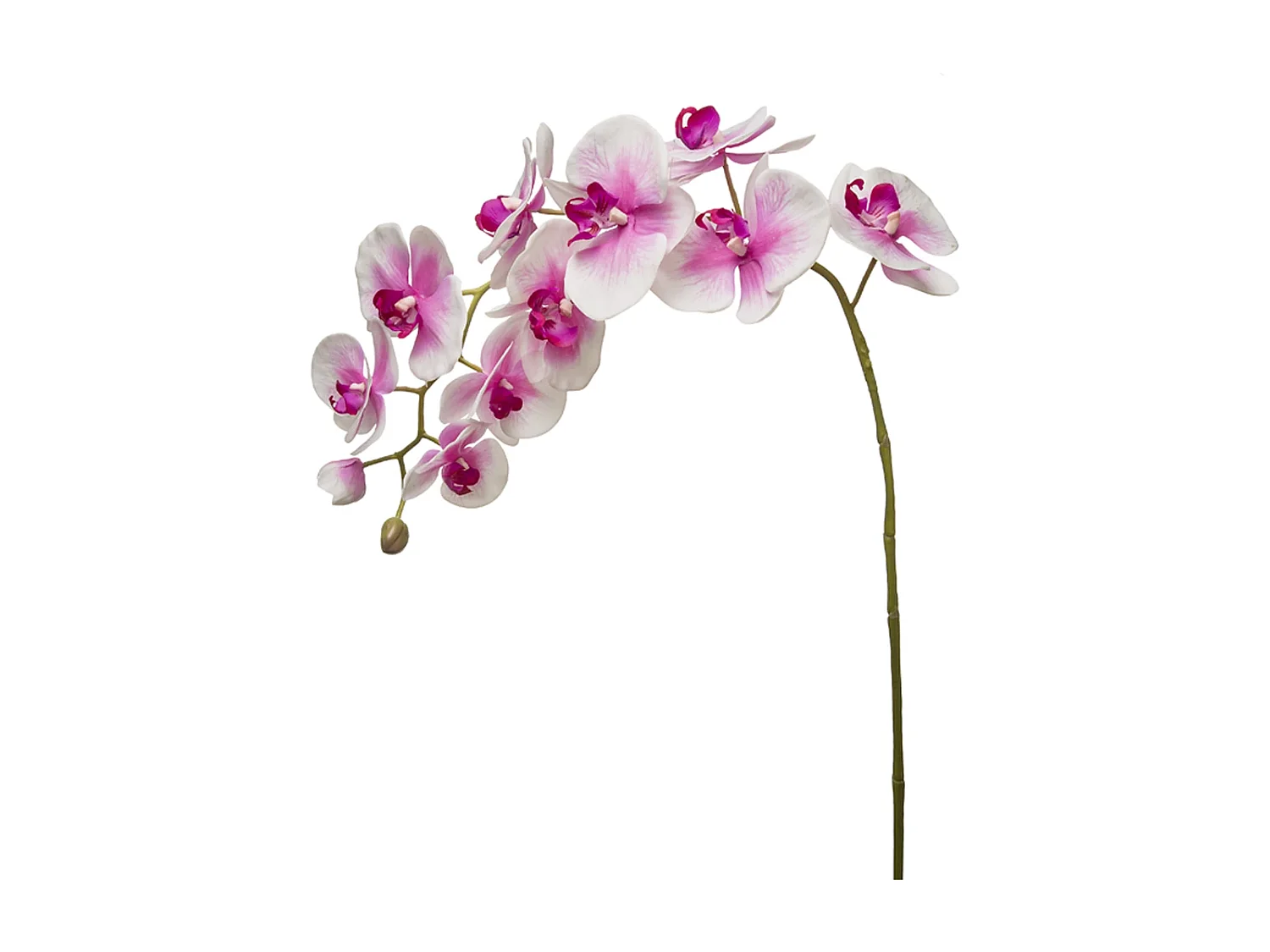 Tige d'Orchidée Phalaenopsis Forever - Blanc