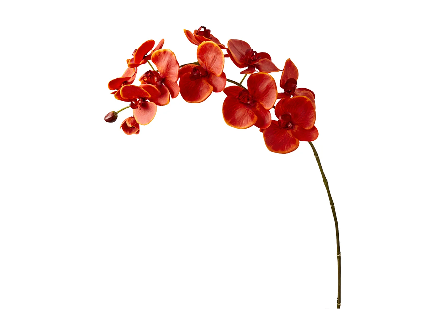 Tige d'Orchidée Phalaenopsis Forever - Blanc