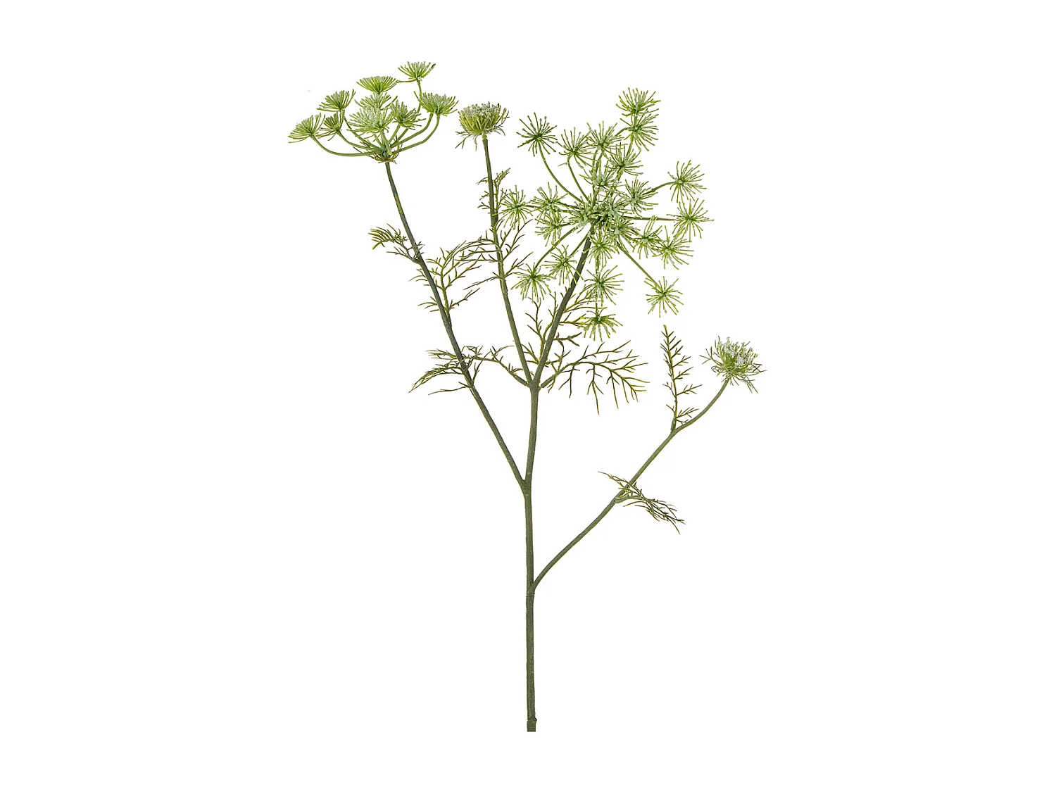 Tige de Carotte Sauvage - Rouge / 75 cm