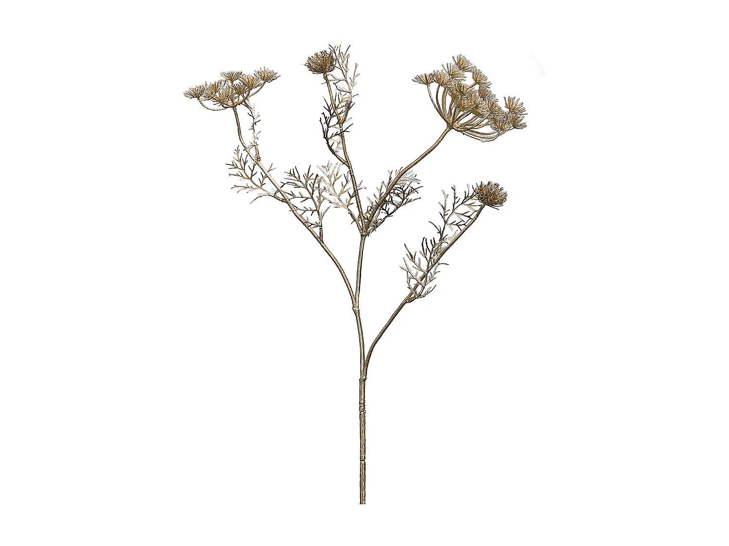 Tige de Carotte Sauvage - Rouge / 75 cm