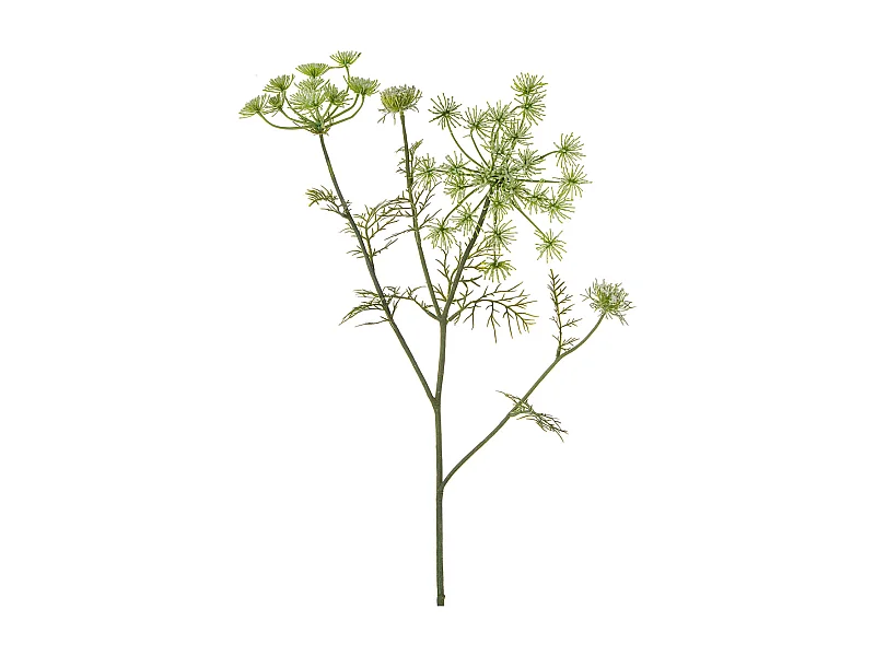 Tige de Carotte Sauvage - Rouge / 75 cm