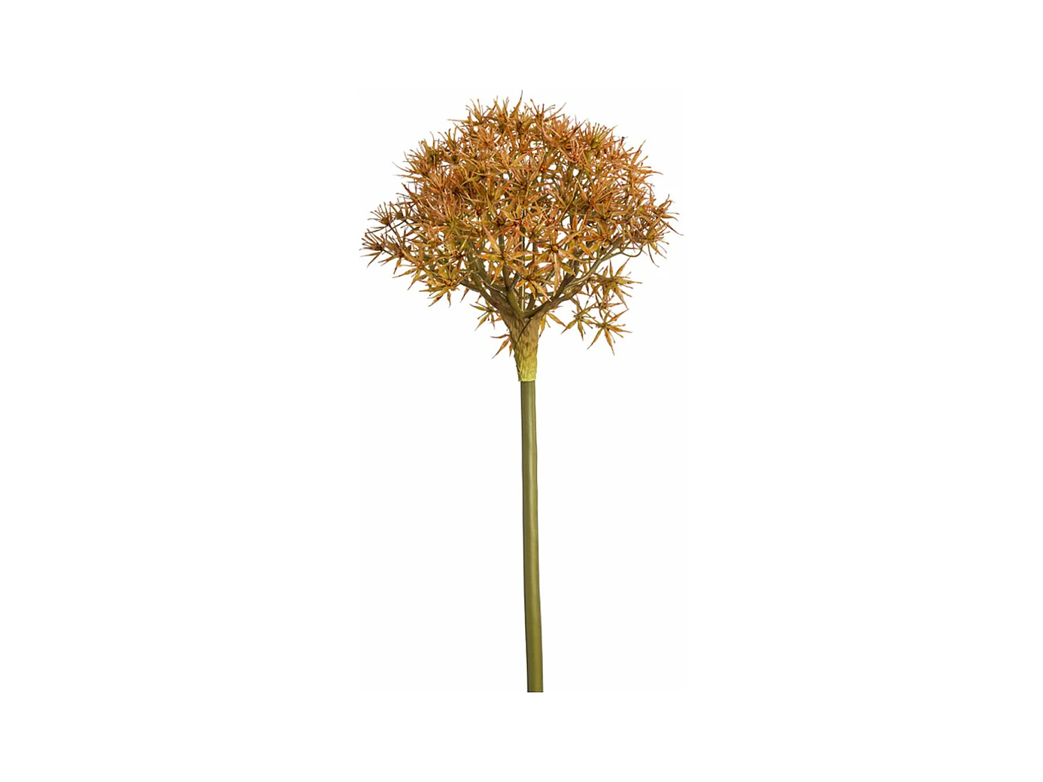 Tige d'Allium Atropurpureum - Vert / 89 cm