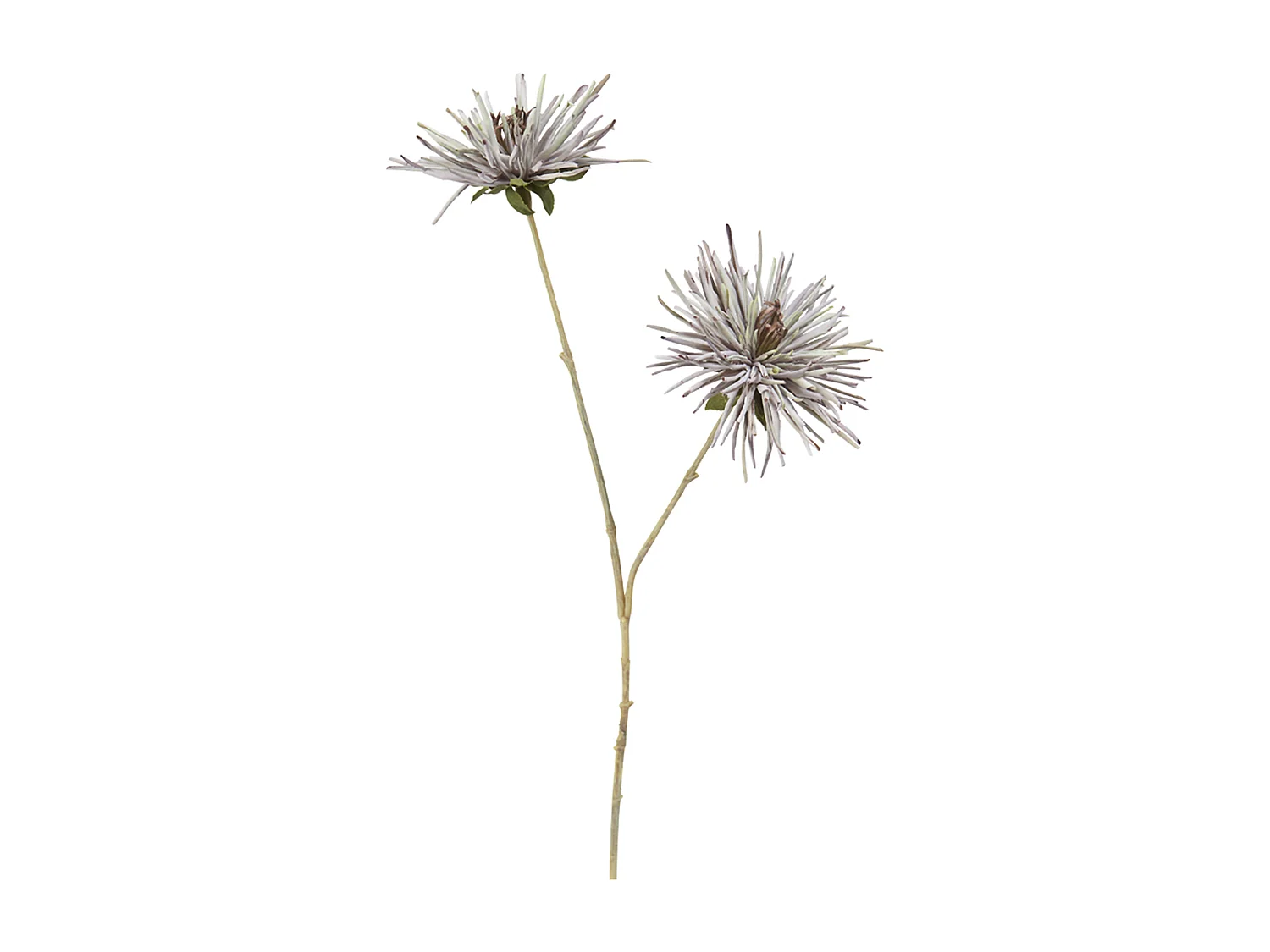 Tige de Chrysanthème Mum - Rose