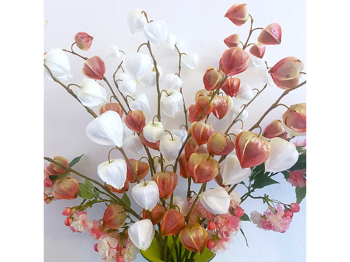 Tige de Physalis Marly - Rose