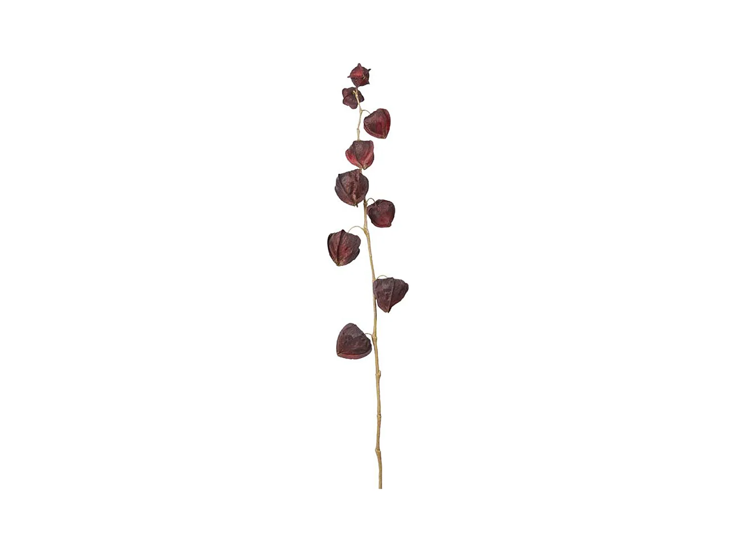 Tige de Physalis Marly - Rose