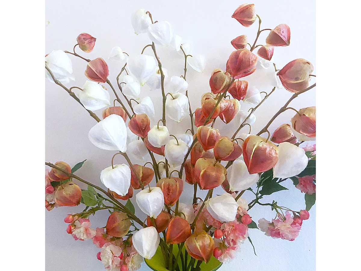 Tige de Physalis Marly - Rose