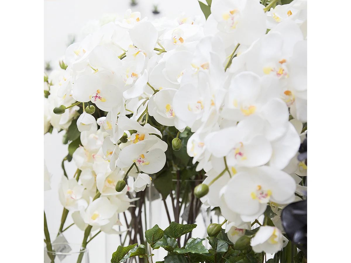 Tige d'Orchidée Phalaenopsis Forever - Fuchsia