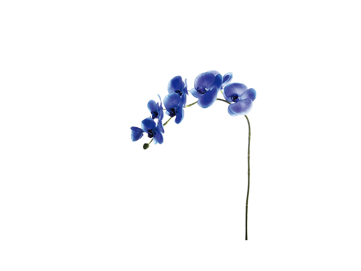 Tige d'Orchidée Phalaenopsis Forever - Fuchsia