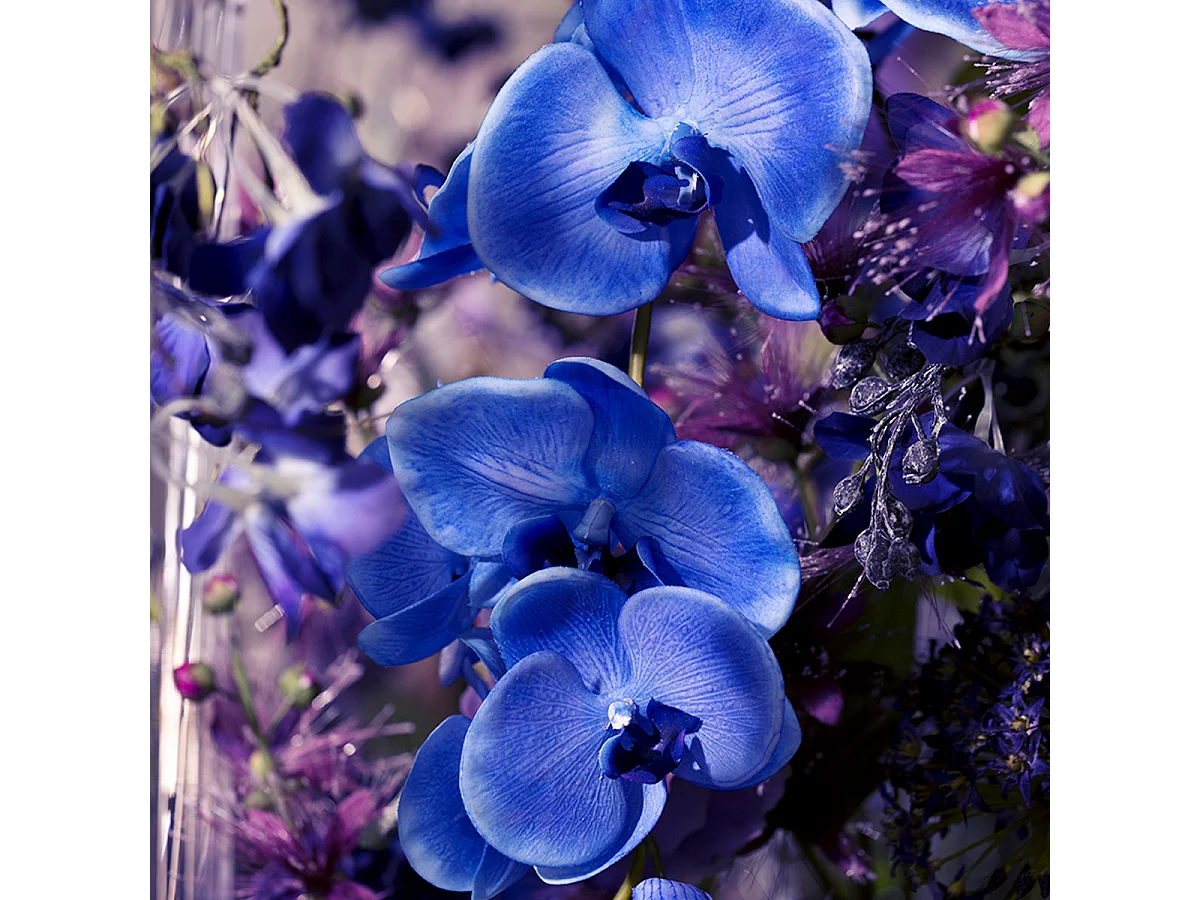 Tige d'Orchidée Phalaenopsis Forever - Fuchsia