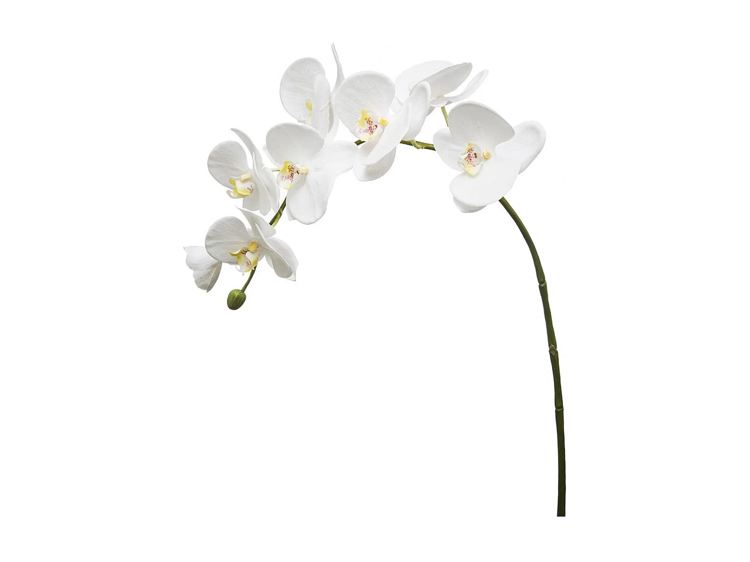 Tige d'Orchidée Phalaenopsis Forever - Fuchsia