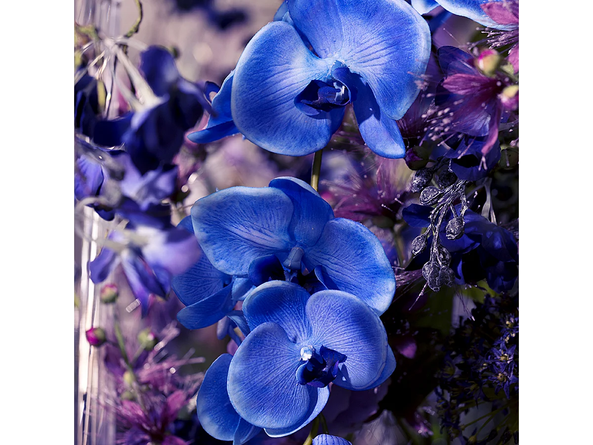 Tige d'Orchidée Phalaenopsis Forever - Fuchsia