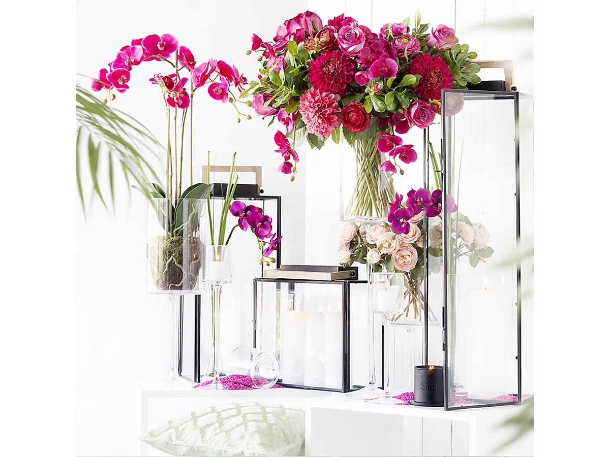 Tige d'Orchidée Phalaenopsis Forever - Fuchsia