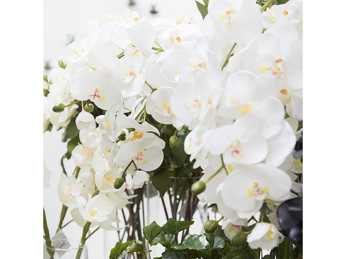 Tige d'Orchidée Phalaenopsis Forever - Fuchsia