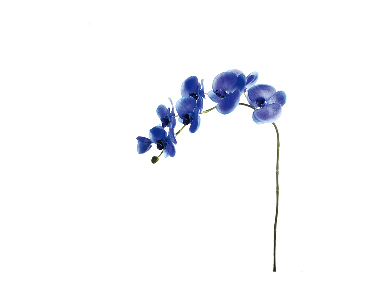 Tige d'Orchidée Phalaenopsis Forever - Fuchsia
