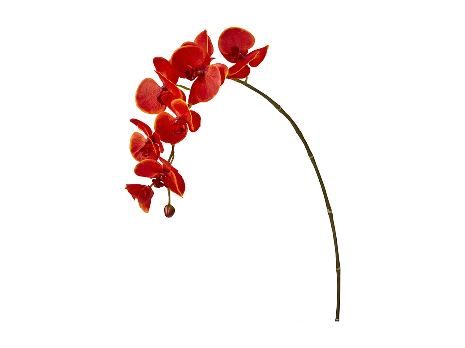 Tige d'Orchidée Phalaenopsis Forever - Fuchsia