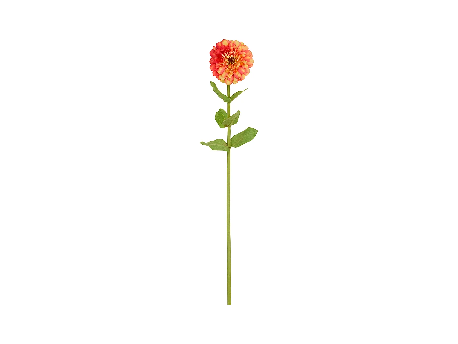 Tige de Zinnia Simone