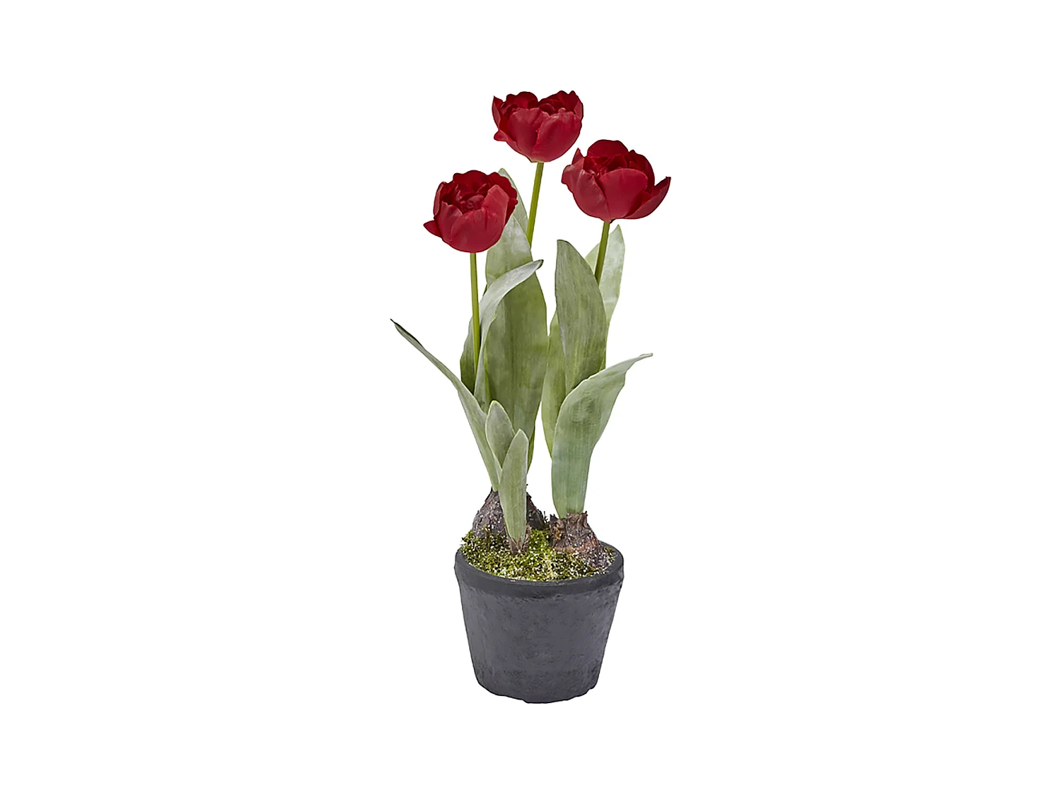 Tulipes Givrées en Pot Noël - Blanc