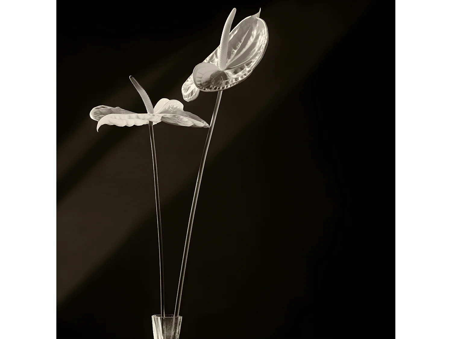 Tige d'Anthurium Painters Palette - Blanc