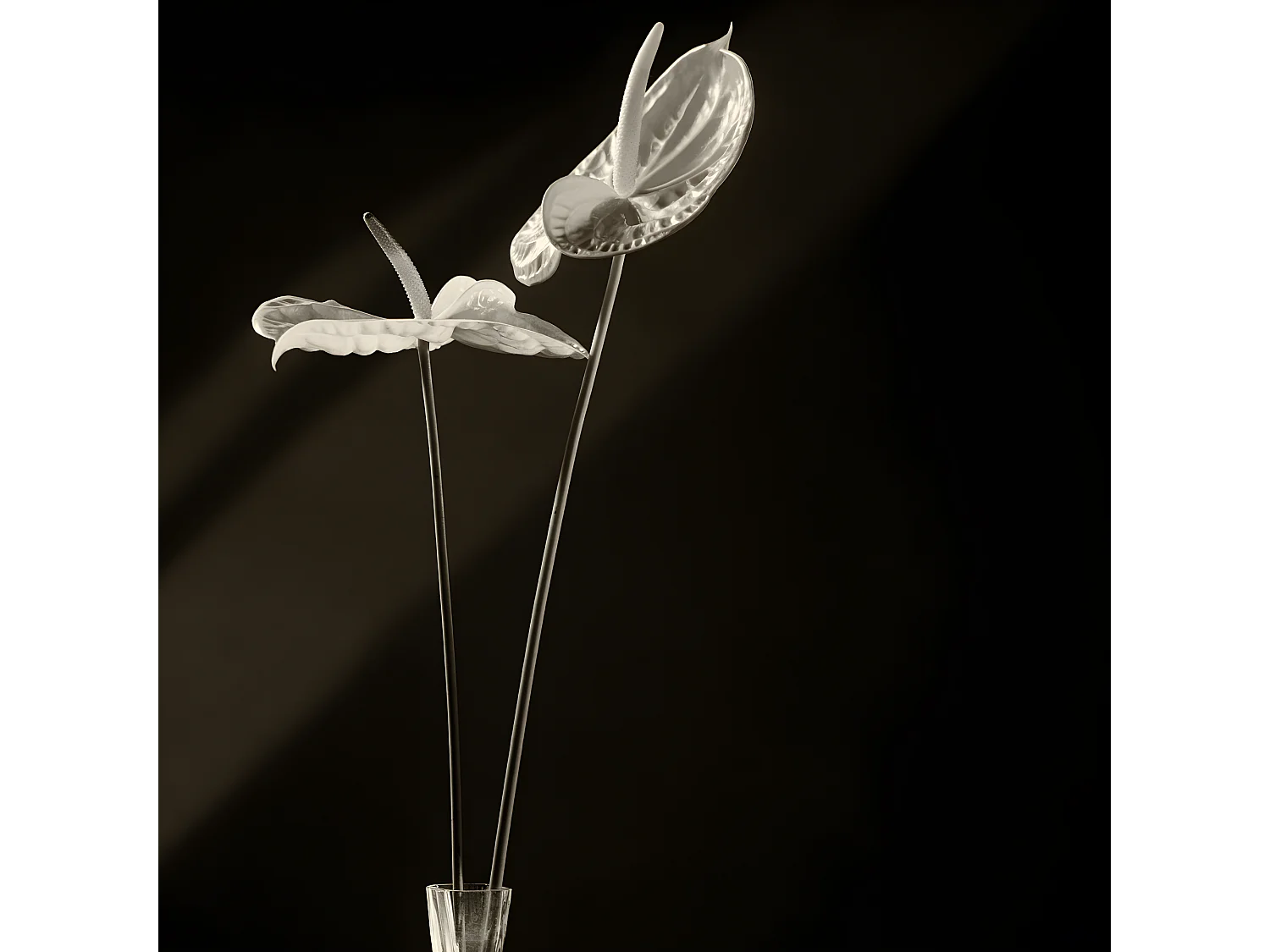 Tige d'Anthurium Painters Palette - Blanc