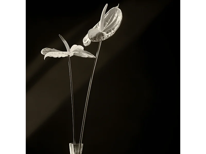 Tige d'Anthurium Painters Palette - Blanc