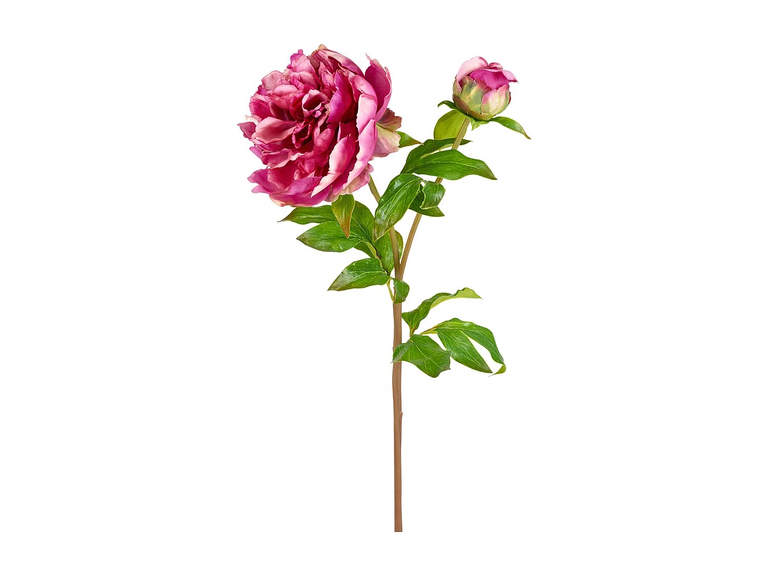 Tige de Pivoine Penny - Rose