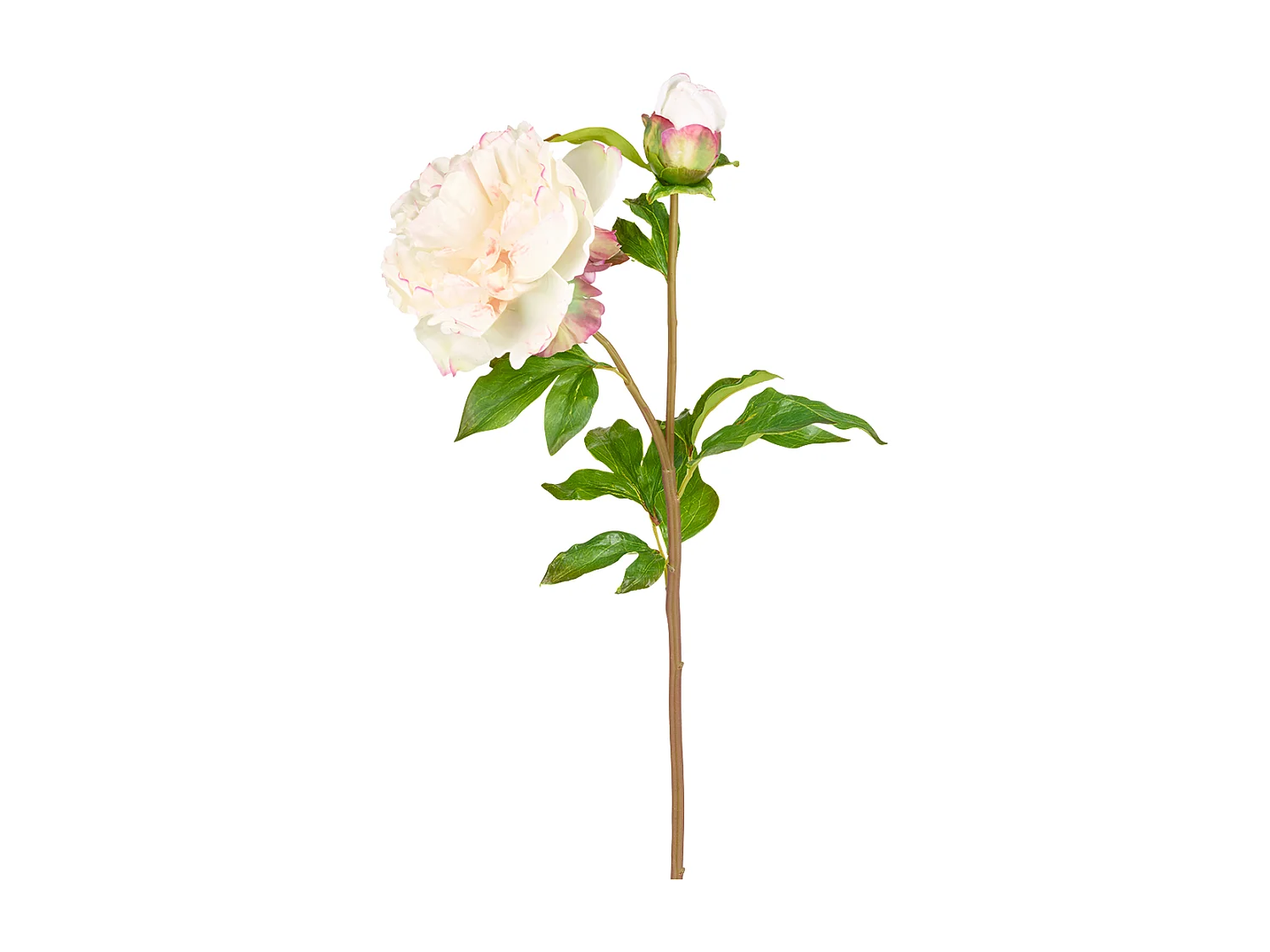 Tige de Pivoine Penny - Rose