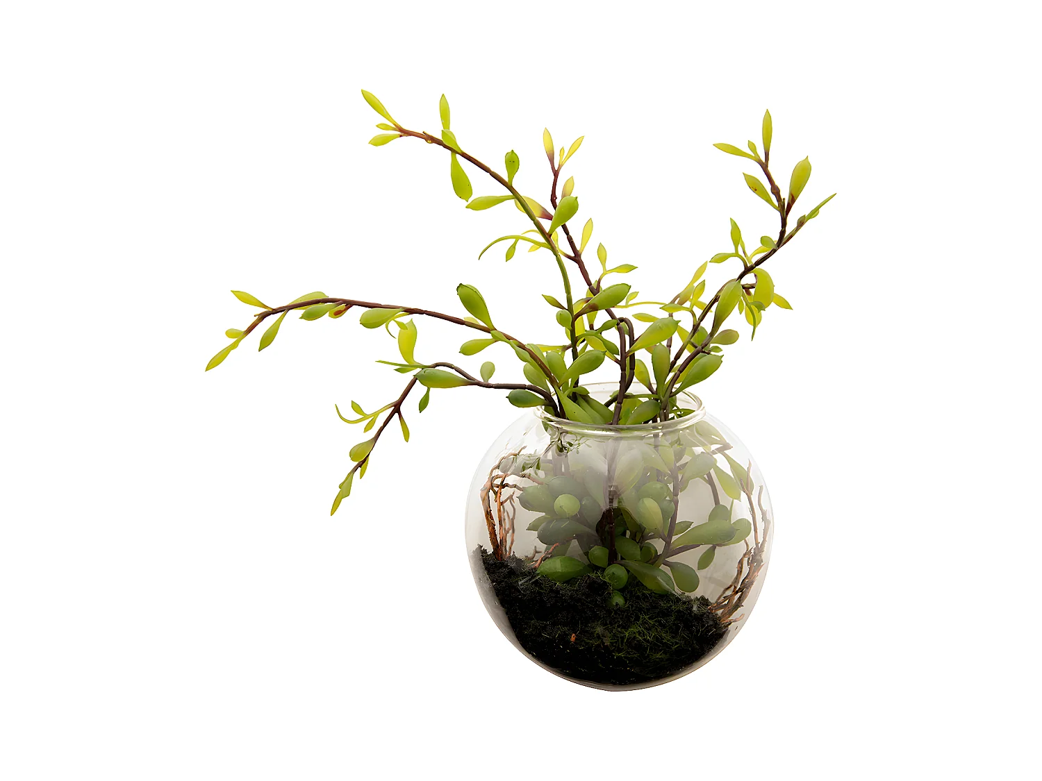 Sedum en Terrarium à suspendre