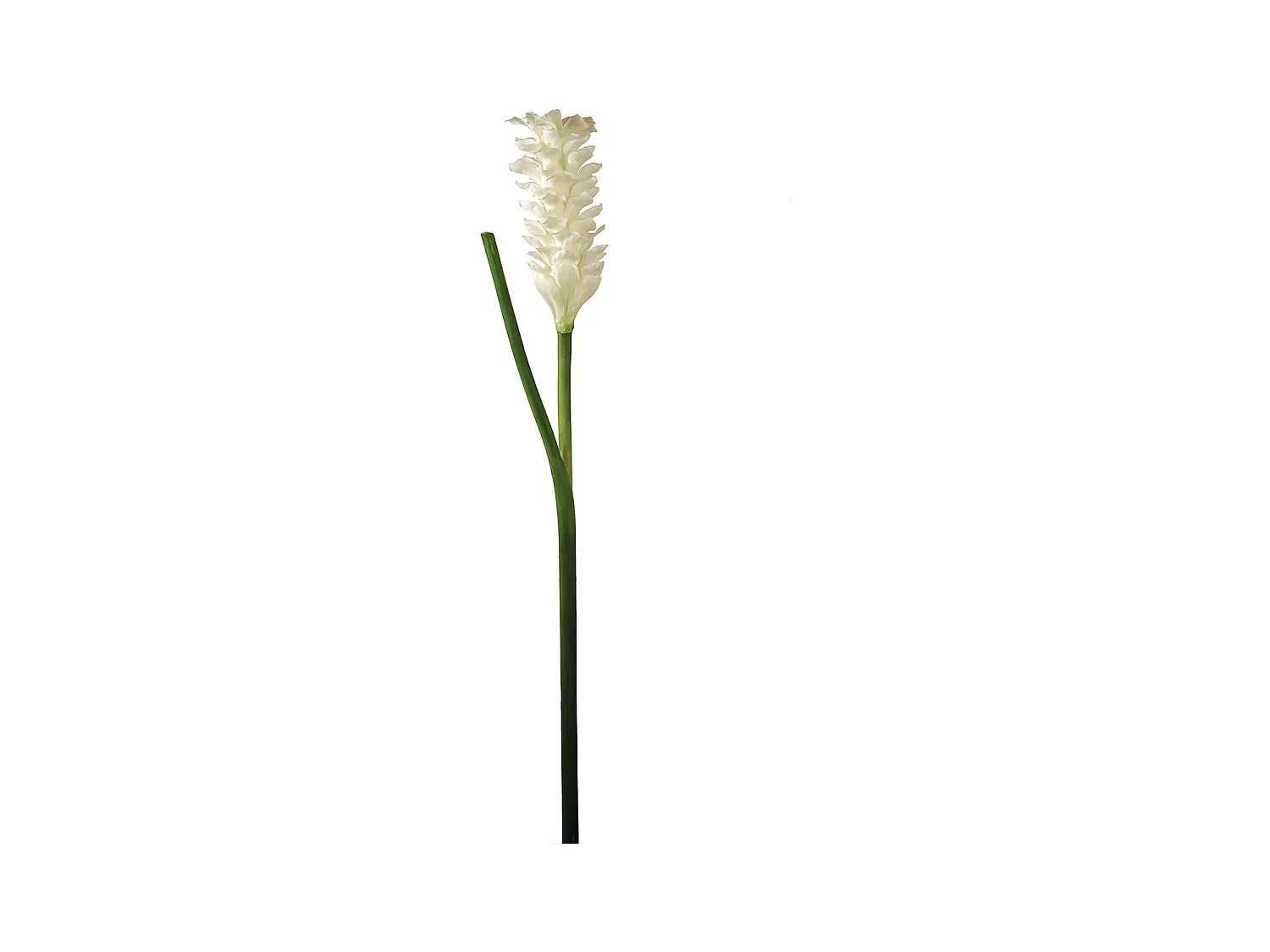 Tige de Gingembre en Fleur - Orange / 99 cm