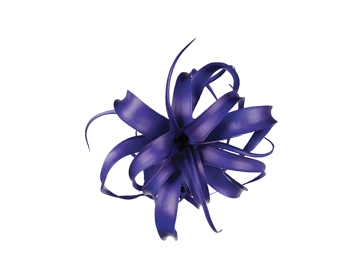 Feuillage de Tillandsia