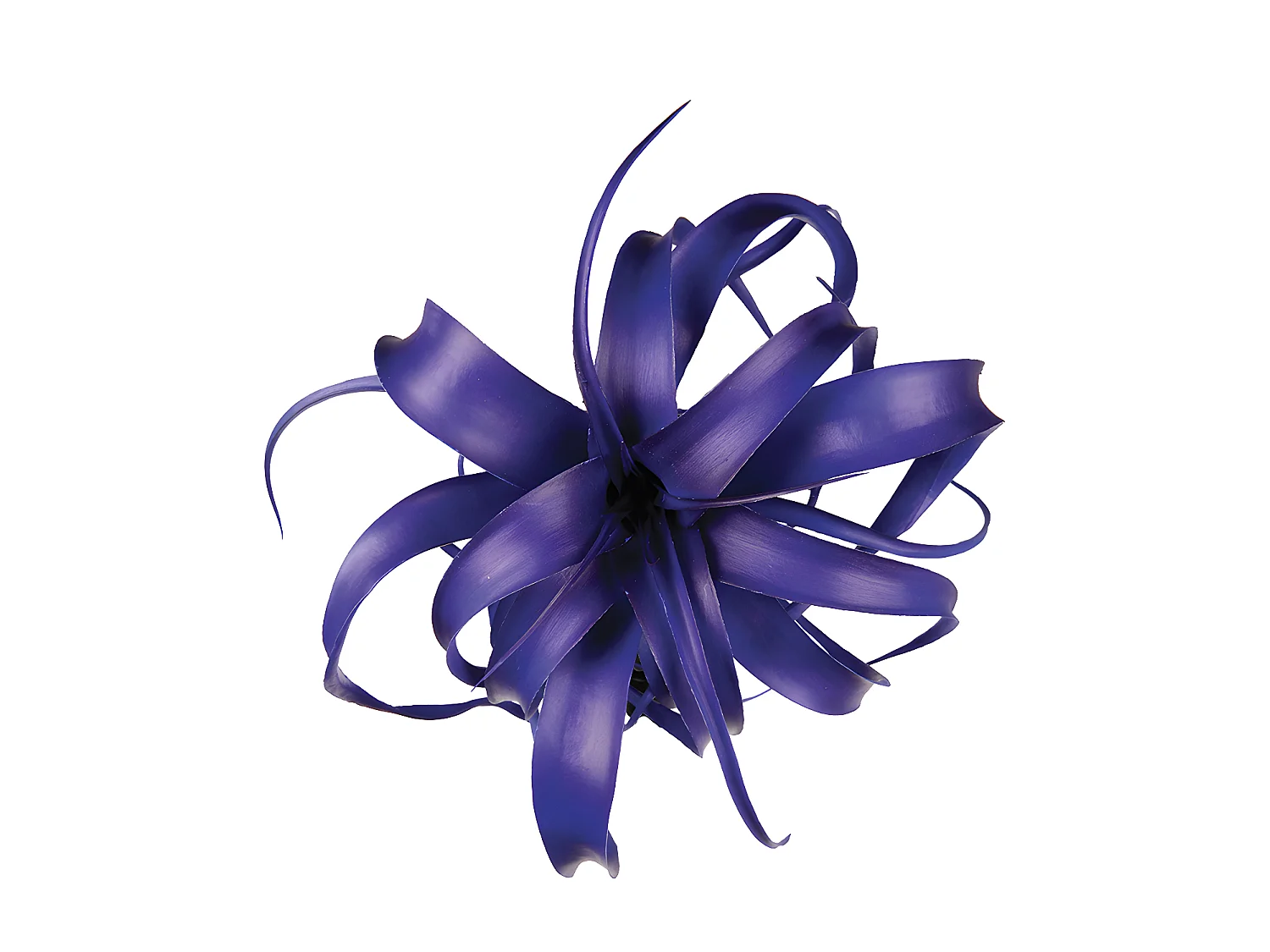 Feuillage de Tillandsia