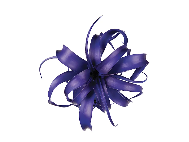 Feuillage de Tillandsia