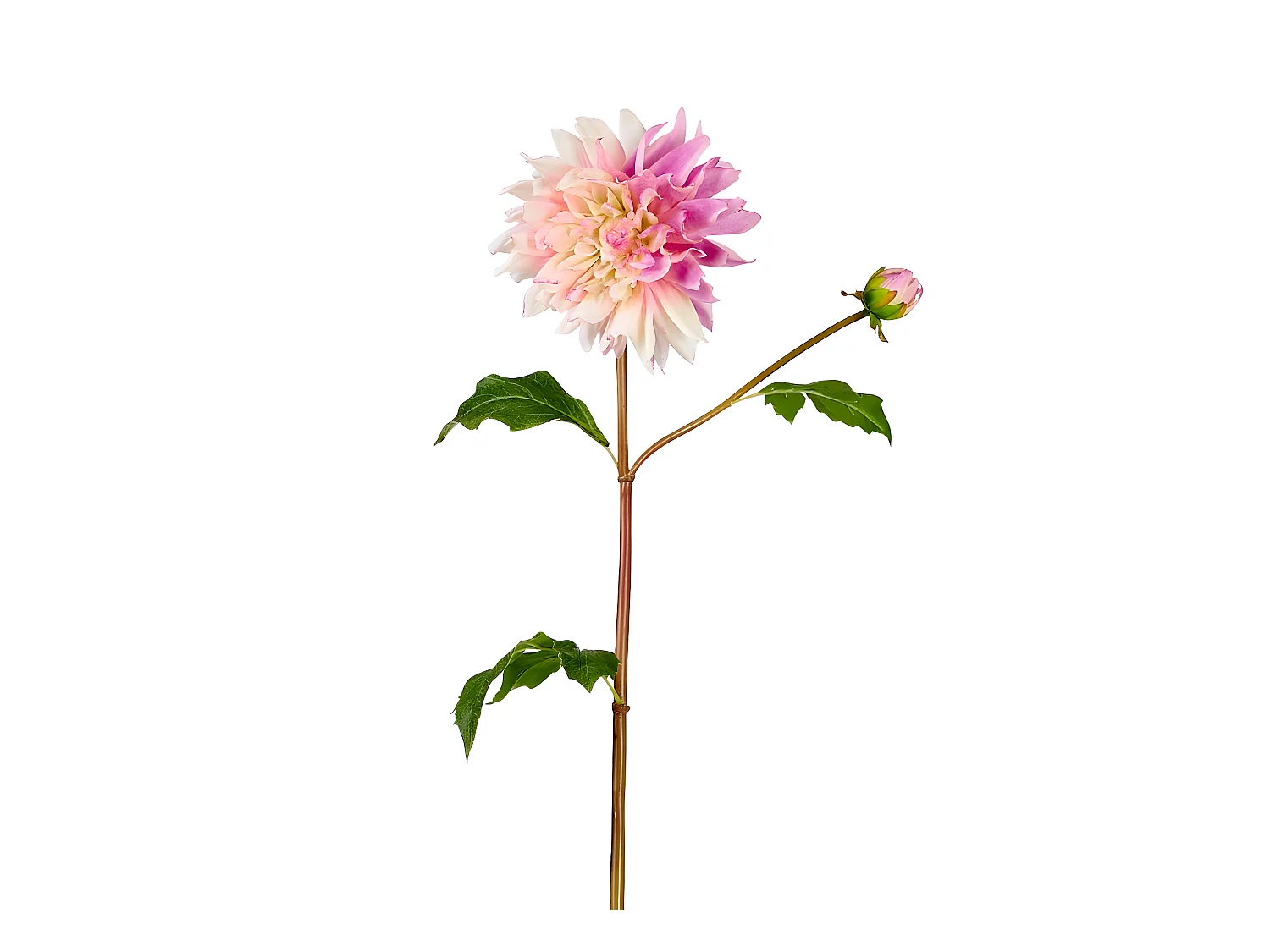 Tige de Dahlia Estiva