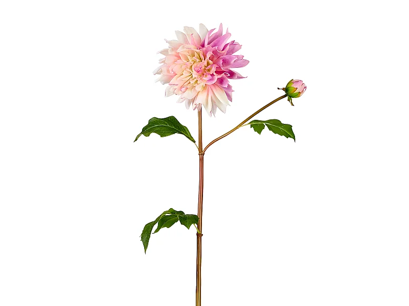 Tige de Dahlia Estiva