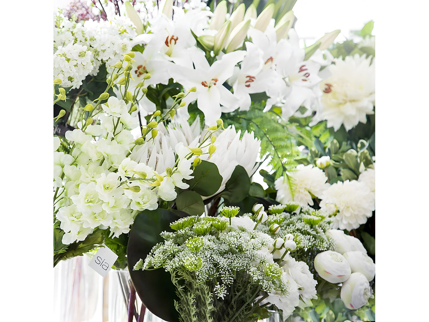 Tige de Lily Rubrum Elsa - Violet / 98 cm