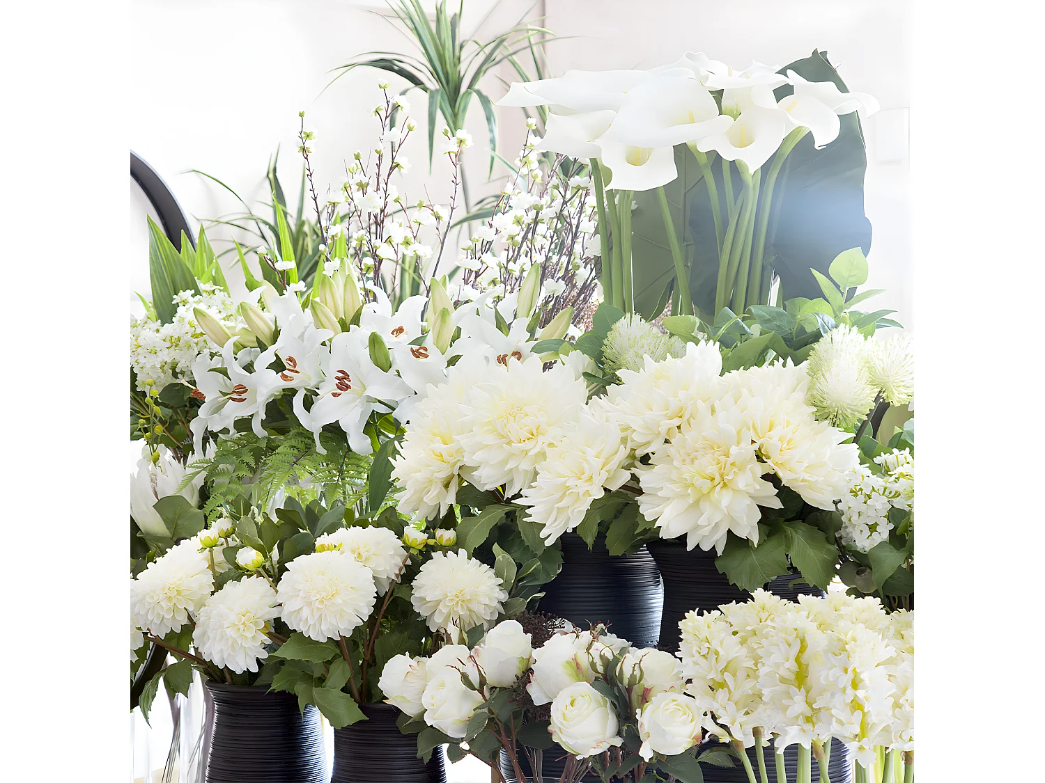 Tige de Lily Rubrum Elsa - Violet / 98 cm