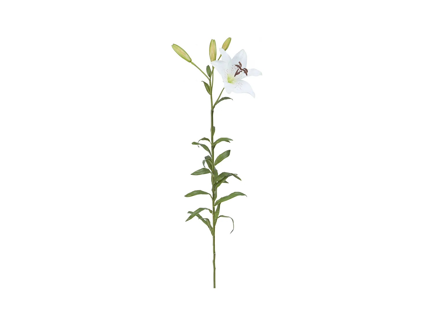Tige de Lily Rubrum Elsa - Violet / 98 cm