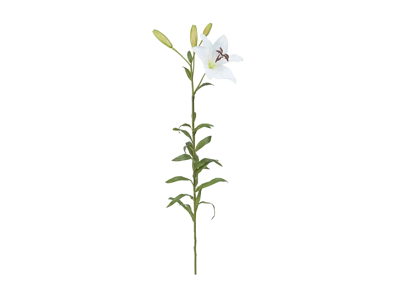 Tige de Lily Rubrum Elsa - Violet / 98 cm