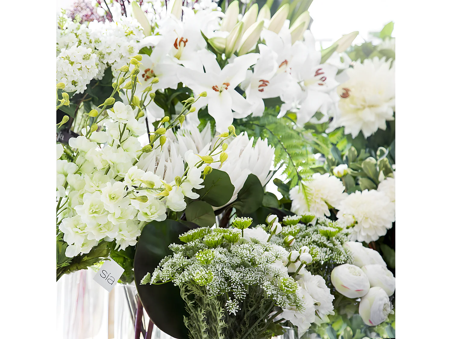 Tige de Lily Rubrum Elsa - Violet / 98 cm