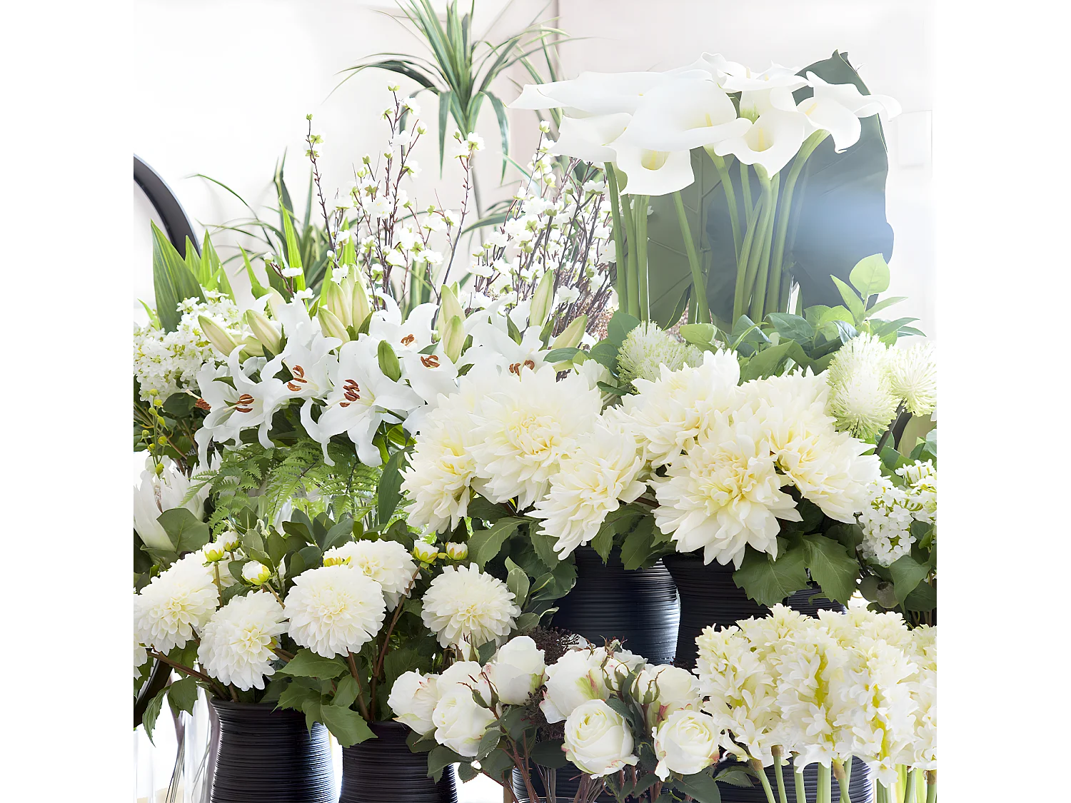 Tige de Lily Rubrum Elsa - Violet / 98 cm