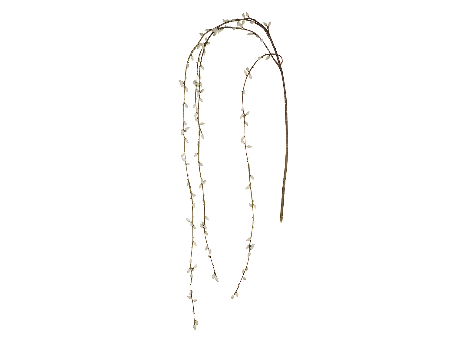 Branche de Saule Tombante