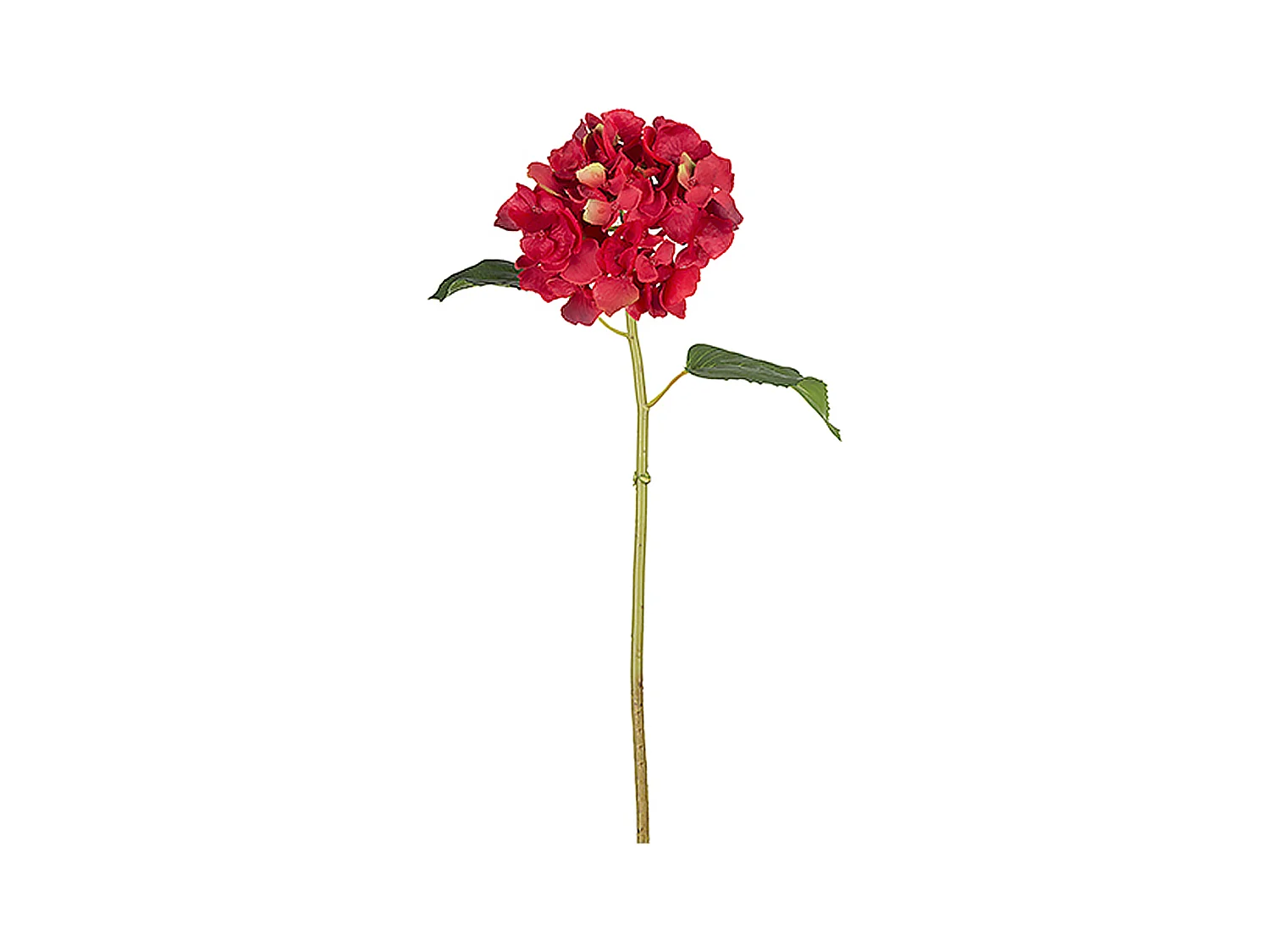 Tige d'Hortensia Selena