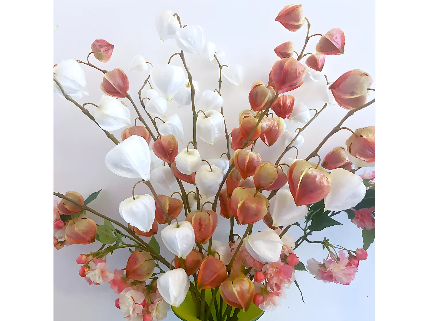 Tige de Physalis Marly - Bordeaux