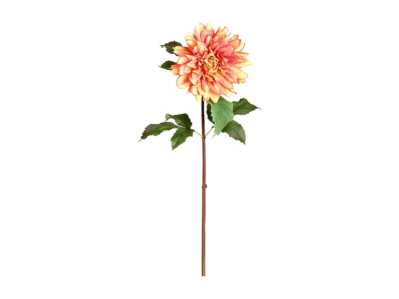 Tige de Dahlia Monica