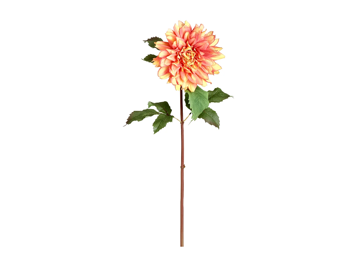 Tige de Dahlia Monica