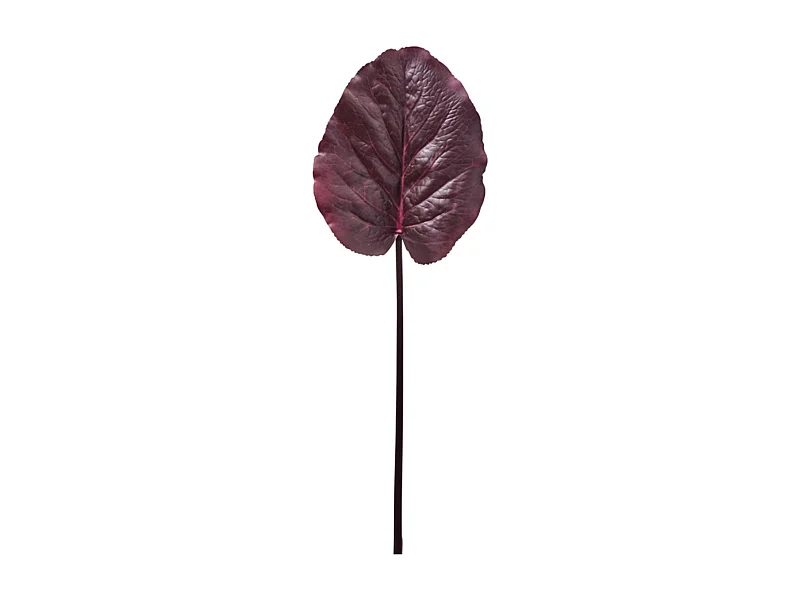 Feuille de Galax - Bordeaux