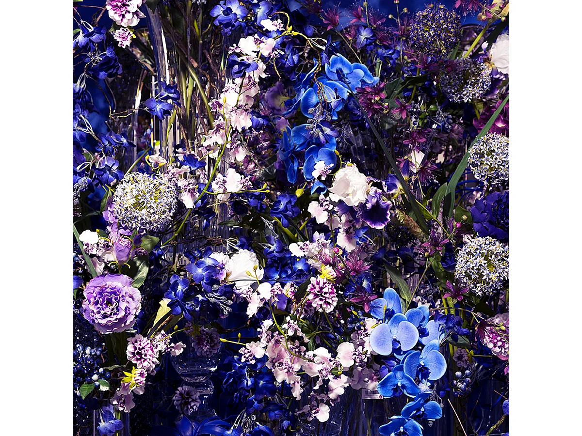 Tige d'Orchidée Phalaenopsis Forever - Bleu