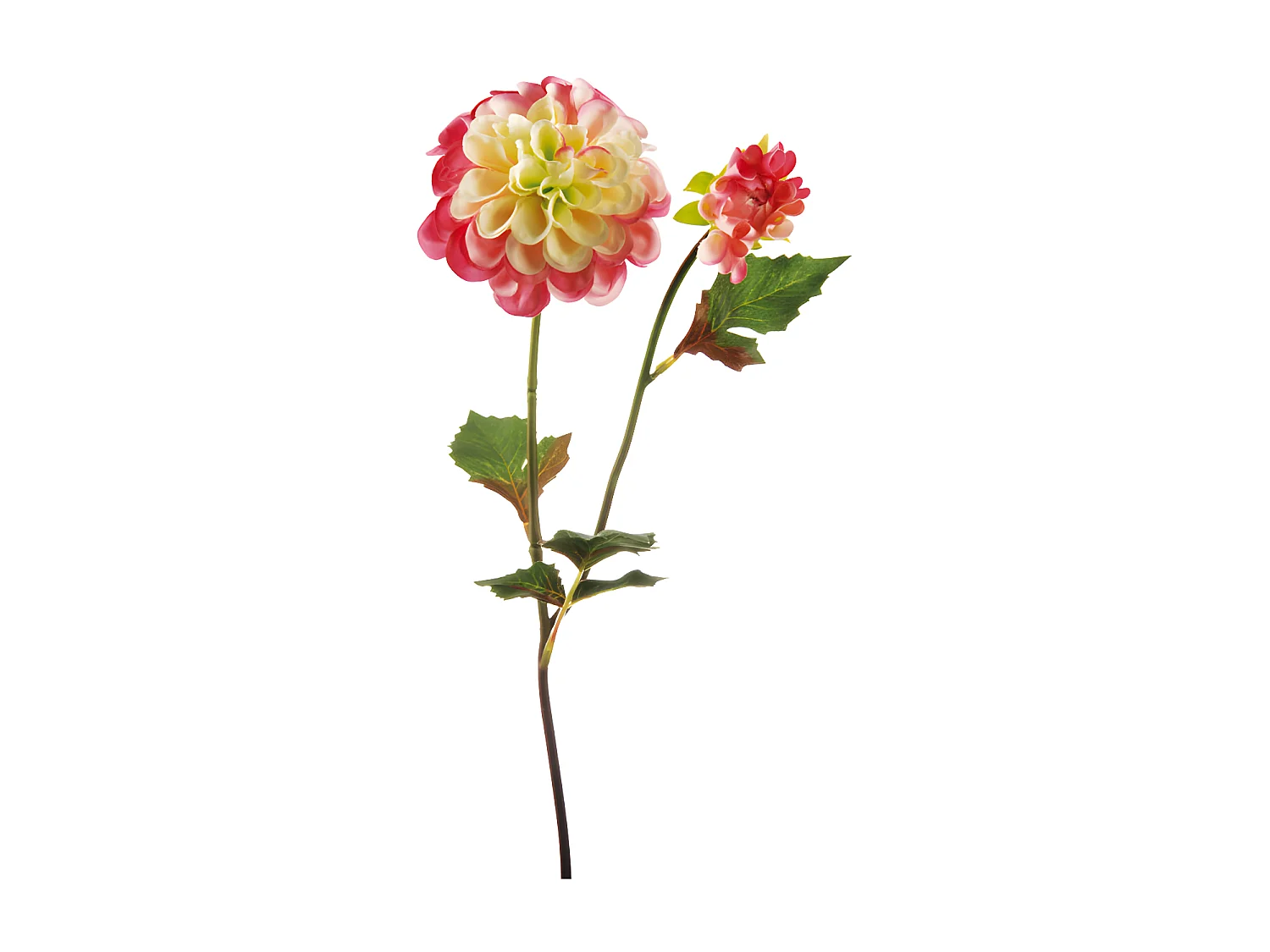 Tige de Dahlia Andreas - Violet / 50 cm