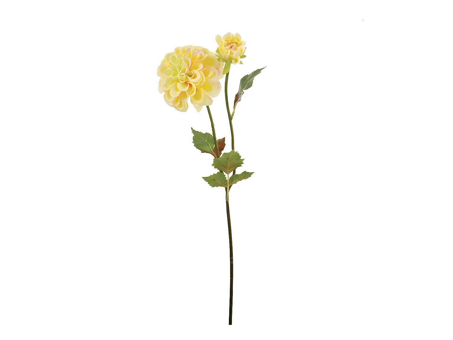 Tige de Dahlia Andreas