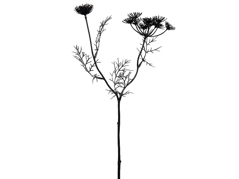 Tige de Carotte Sauvage