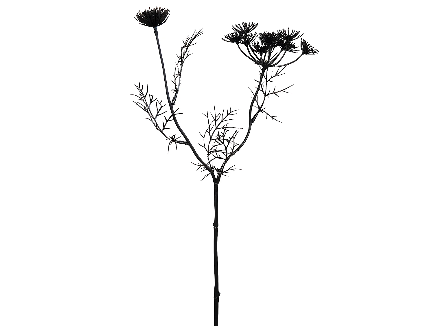 Tige de Carotte Sauvage